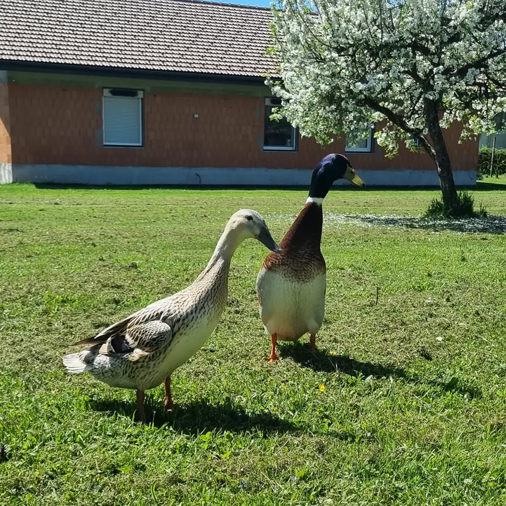 Zwei Enten auf einer Wiese